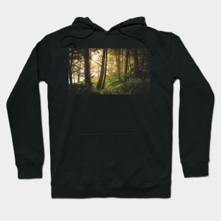 Deep in the woods during sunset Hoodie